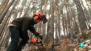 Al cobijo del buen arbol