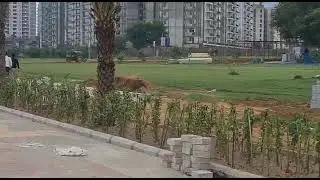 Whiteland Sector 76 Gurugram actual site 9607822823