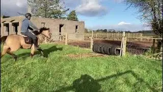 daphne connemara filly