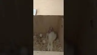 baby cockatiel bird white cockatiel February 19, 2024 #cockatiel #cockatiels #birdbox