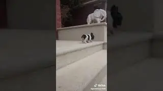 Perrito que se cae de las escaleras
