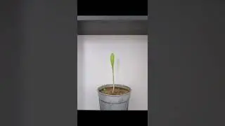 Beautiful scene of corn plant growth(  Красивая сцена роста растений кукурузы )R&aelig;kta ma&iacute;s