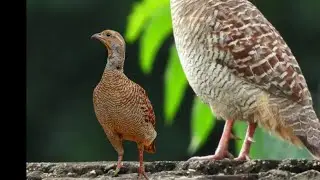 6 October this video Teetar voice grey hunting sound titeer chick gora teetar voice nar madi teetar 