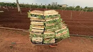 Rải giống và trồng cây bắp cải trên khu vườn của gã đầu trọc