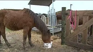 Pension de retraite pour chevaux