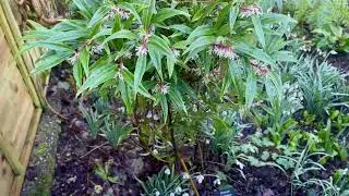 A great perfumed evergreen for deep shade in Spring! 
