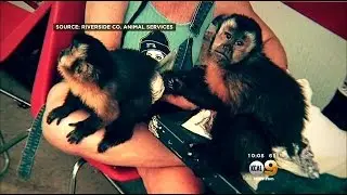 Monkey Impounded After Reportedly Biting Woman Outside Beaumont Restaurant