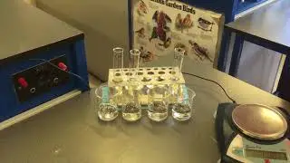 Movement of Water in Potato Strips