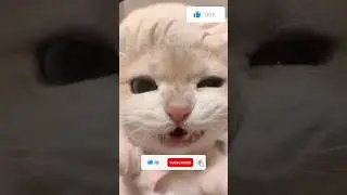 CUTE CATS #petjokes #pets #funnyvideo #funny #comedy #shortvideo #cute #cat #adorable