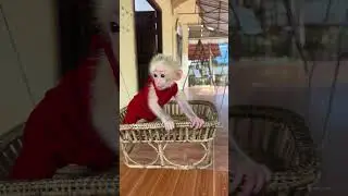 PorPor Very Patient Wait For His Mom #monkey #foodculture #foodsharing