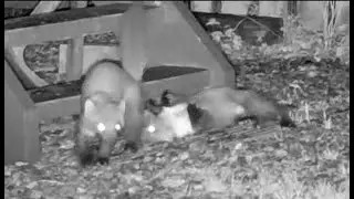 Pine Marten Falling For You