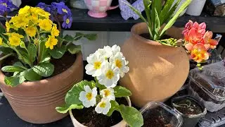 PLANTANDO RAN&Uacute;NCULOS y TRASPLANTANDO PRIMULAS #garden#jardin #plantas#flores