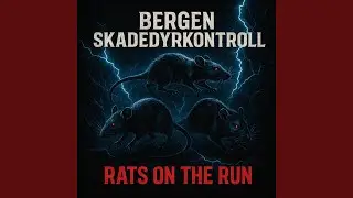 Rats on the run