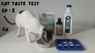 Mao Mao – Cornish Rex kitten discovers her nutritious snack #asmr #CornishRex #Cat #Kitten #BCR