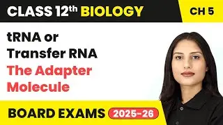 tRNA or Transfer RNA - The Adapter Molecule | Class 12 Biology Chapter 5 | CBSE 2025-26