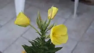 Blooming flowers (No fastforward)