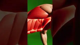 Plank: The Ultimate Core Stability Exercise Explained#PlankExercise #CoreStrength #Training #Anatomy