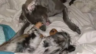 Fiona is so patient with Toby.