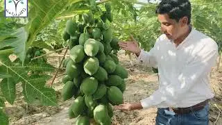 Papya Farming in Pakistan