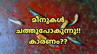 ഗപ്പികൾ ചത്തു പോകുന്നു ||Guppy fish death|| guppy fish || Guppy Farming ||