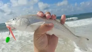 Surf Fishing for Kingfish