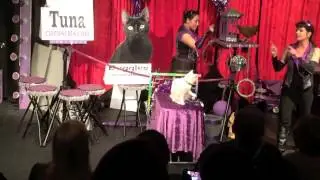 The Acro-Cats with The Rock Cats Circus Cats Live Show
