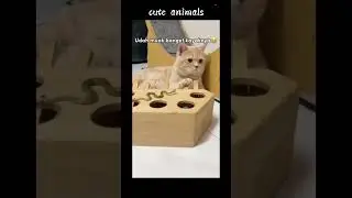 funny cats conpilation [part 2] #cat #fight #funny #fypシ゚viral #shorts
