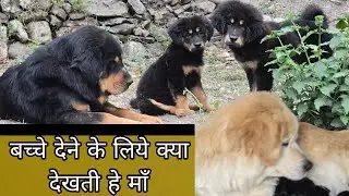 Female of pregnancy time Bhotiya dog puppy old line Uttarakhand Wale