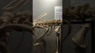 Ostrich skeleton 😱😲#trending #animals#shorts
