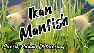 Ikan Manfish Cantik Ramah Di Kantong