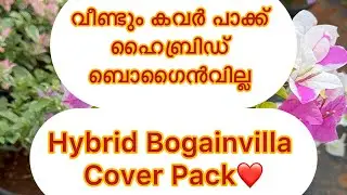 ഹൈബ്രിഡ് #ബോഗൻവില്ല കവർ പാക്ക് ❤️Hybrid #Bogainvilla Cover Pack ❤️