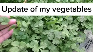 Results of Winter Vegetables// Best Fertilizer// Best season for growing Winter vegetables