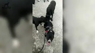 Pollete rehabilitaci&oacute;n canina BULLY