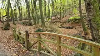 Belgrade Forest / Istanbul 20.11.2021