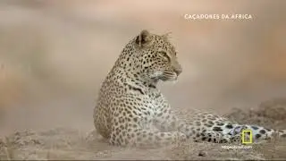Ca&ccedil;adores Da &Aacute;frica -  Leopardo HD