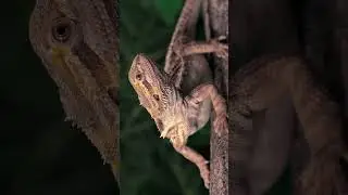 #AI 4K video