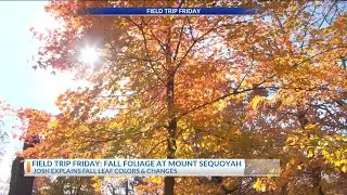 Enjoying Mount Sequoyah's fall foliage for Field Trip Friday