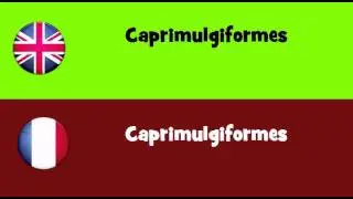 FROM ENGLISH TO FRENCH = Caprimulgiformes