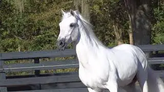 Profeta Segundo de Besilu - Paso Fino Stallion standing at stud
