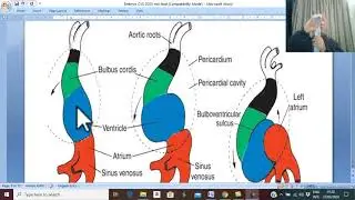 Development of CVS in English 3 ( Folding of Heart Tube ) , by Dr.Wahdan