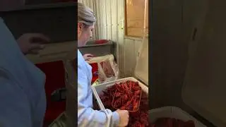 Boiled crawfish with Lyndsi Landry! #crawfish #louisiana #shorts