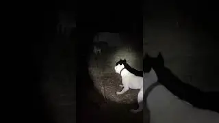 backyard nightmare fuel 😱 Puma vs Dogo  #dogoargentino #mountainlion #cougar #protectiondog #scary
