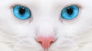 Кошка зовет хозяйку. Кошка мурлычет. Кошка муркает. Звук кошки. Sounds cat. Voice cat