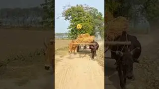Reviving the Bullock Cart: A Tribute to Old-World Travel।#shorts #viralvideo #animals