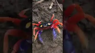 Colorful Landcrab #Shorts