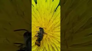 Vrouwtje Texelse zandbij (andrena fulvago) wordt door mannetje 'geschaakt'