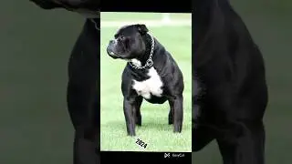 Bulldog 🦮🐕&zwj;🦺#bulldog #animals #2023 #youtubeshorts