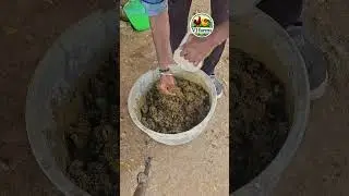 How to make protein worm| Nattu Kozhi Chicks ku Protein Worm Epdi Seivathu? | Homemade Feed Tamil