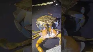 Ever Wondered Why Crabs Molt? This is why.🦀 #crab #animals