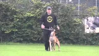 NIK J W  Tesink  Knuppel vom Parchimer Land Obedience